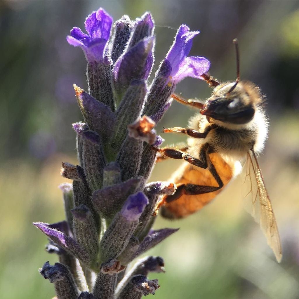 lookclosely_see's tweet photo. I had to gather up all my #courage to take this #macrobug shot! But wow! It was worth it! … https://t.co/CWwN6AZ0XF https://t.co/JqXlWHMI2o