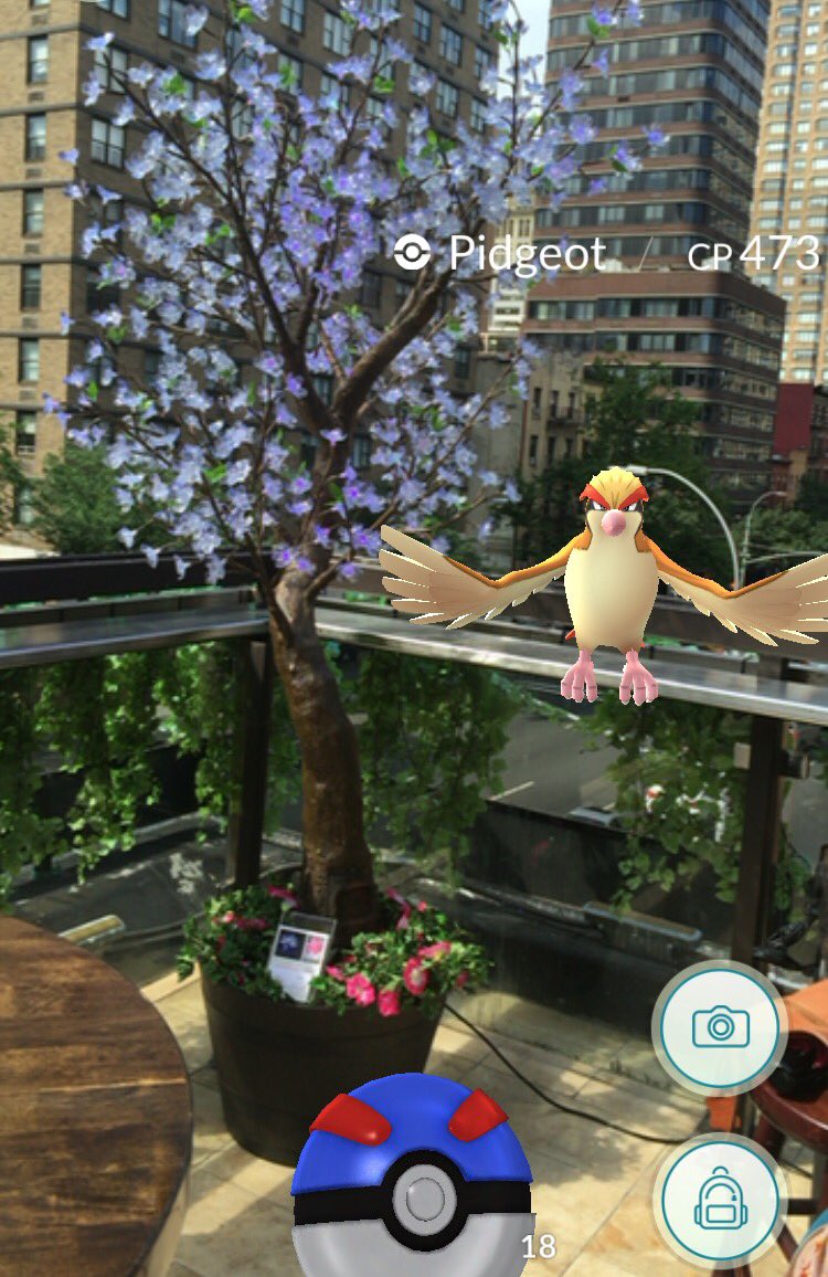 BrightBaum's tweet image. Look who is wanting to nest in our #ledtree Pidgeot and many more at this #pokestop ! @TonicEast