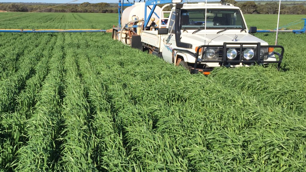 Early sown litmus barley (Anzac day) just hope it doesn't get to cold.