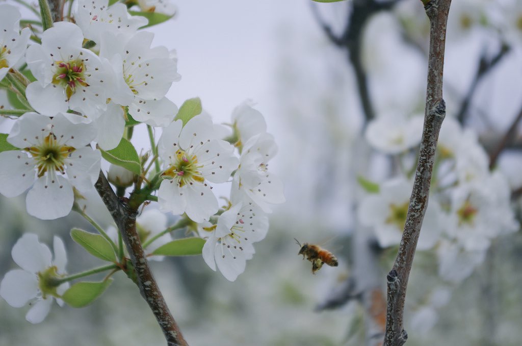 Thank you bees :) #2016in3words