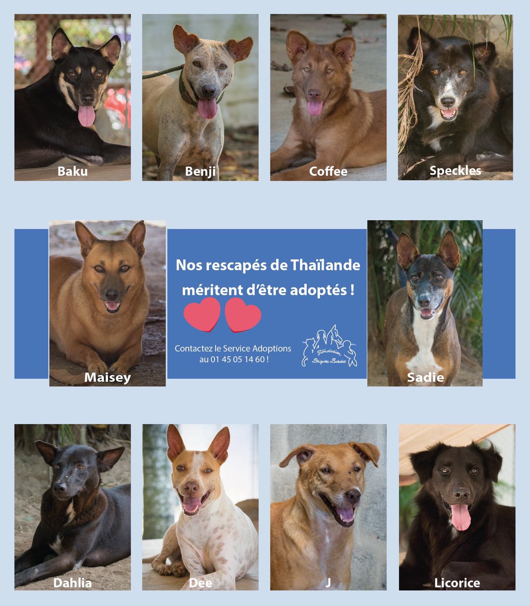 ghylainecalmels's tweet image. Ils devaient être mangés, ont vécu l'enfer. Ils viennent d'Asie et attendent un vrai foyer. Des rescapés adorables.