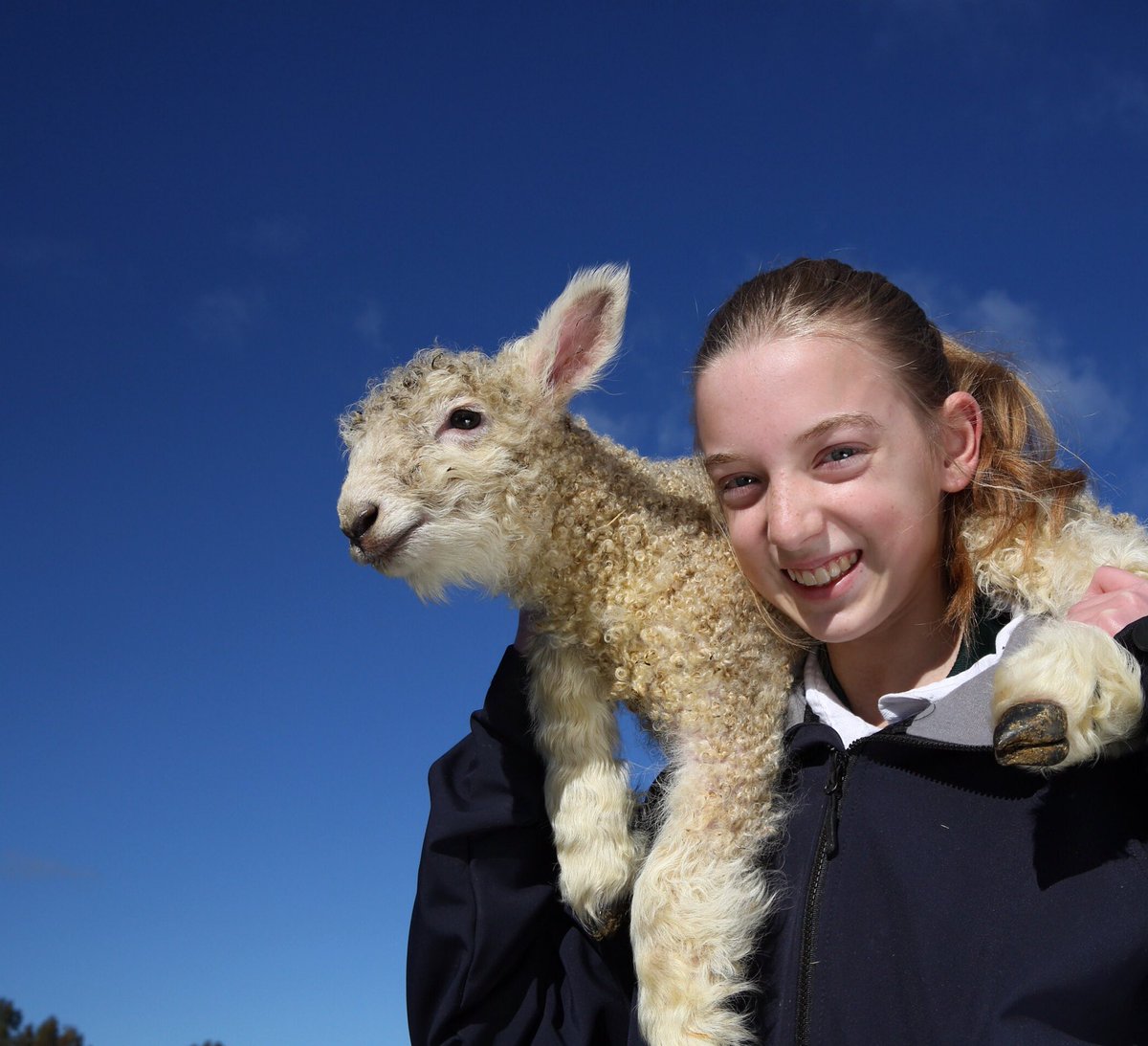Another perfect #bendigoweather day for the <a href="/AUS_SheepShow/">Sheep & Wool Show</a>  #explorebendigo #lamb