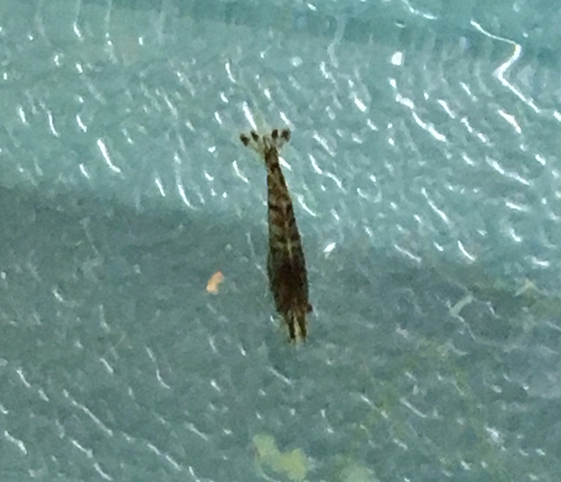 川越高校 生物部 ミナミヌマエビの突然変異種と思われる 黒い個体を発見しました T Co Cupbvqf14i Twitter