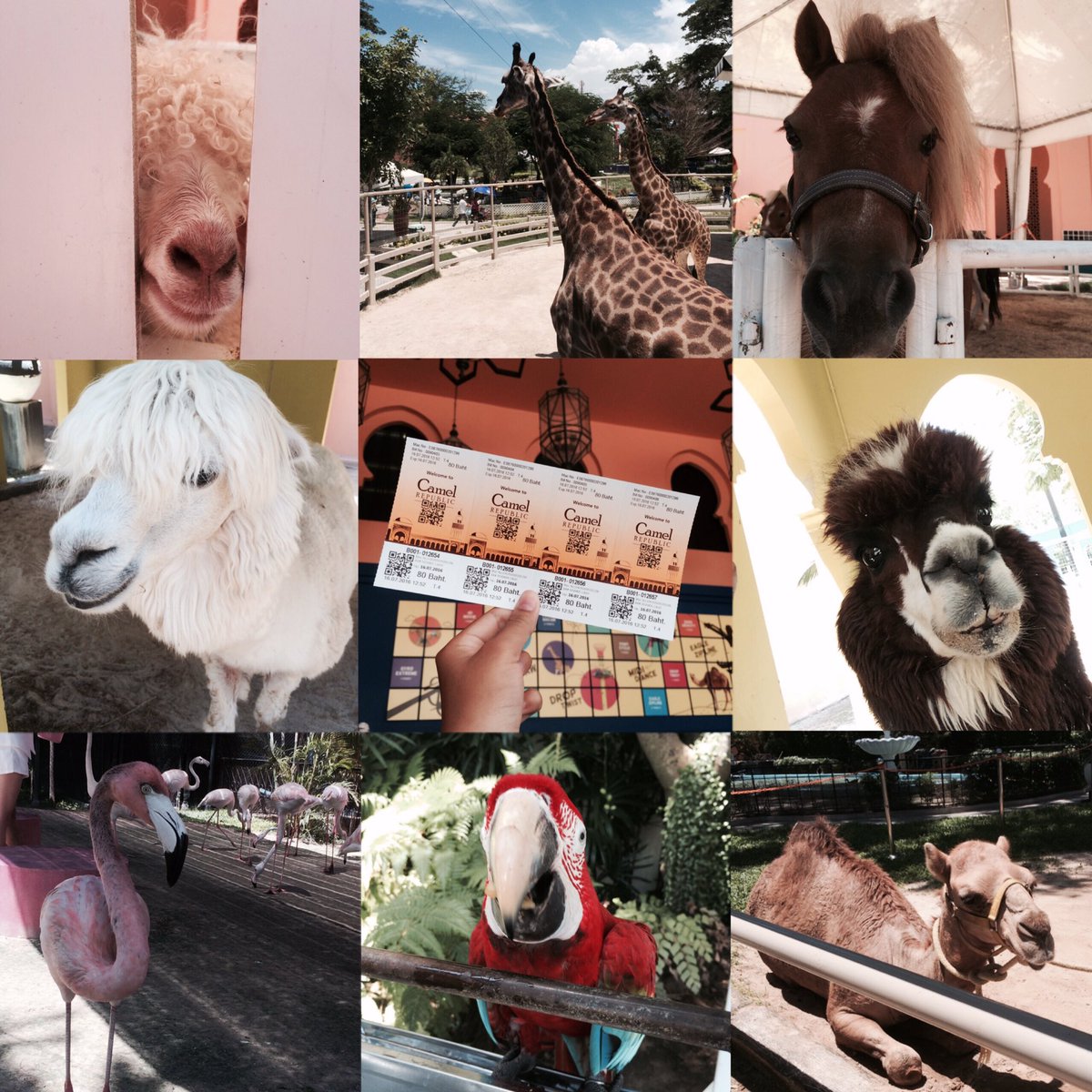 bh_4re's tweet photo. #camelrepublic https://t.co/7917dOSvt4