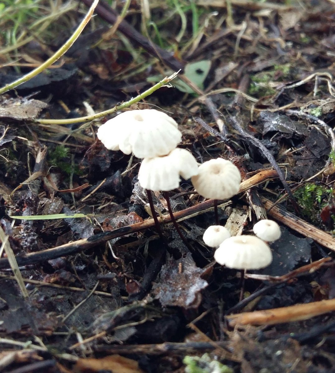 mycologist inscryption mycologist inscryption