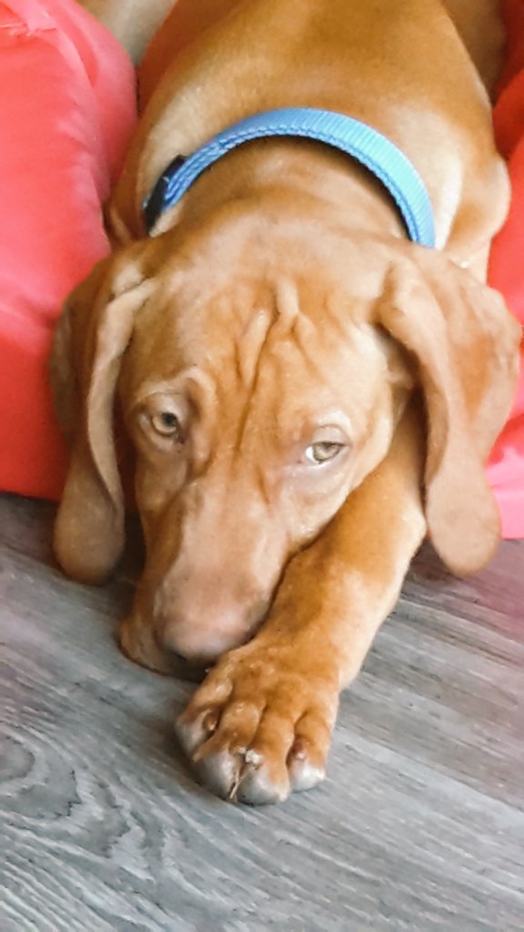 Betyt000's tweet photo. Selv min lille hund lader til at mene, at det er en skod verden lige nu #skyklapper #magterikkemerevold #vizsla https://t.co/ad7av79Pr9