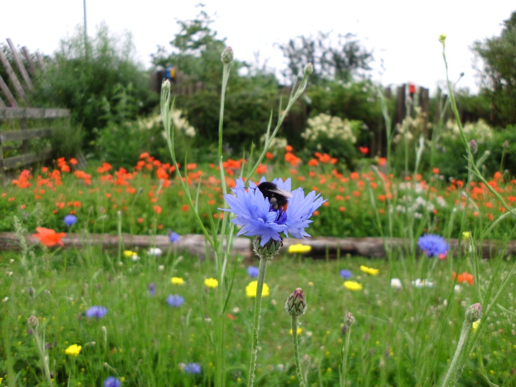 WTBBC's tweet image. Try some of our gardening tips to help bees in your patch this #beeneeds week ow.ly/QG5g302h0fB