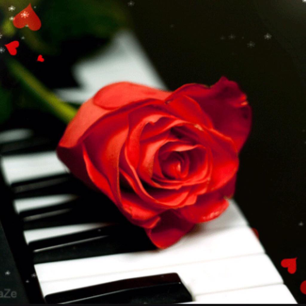 lovea0538's tweet photo. @moed111111 مساء الورد https://t.co/3KMJGnrKJc