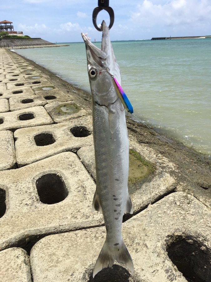 オニカマスの特徴 見分け方 写真から探せる魚図鑑