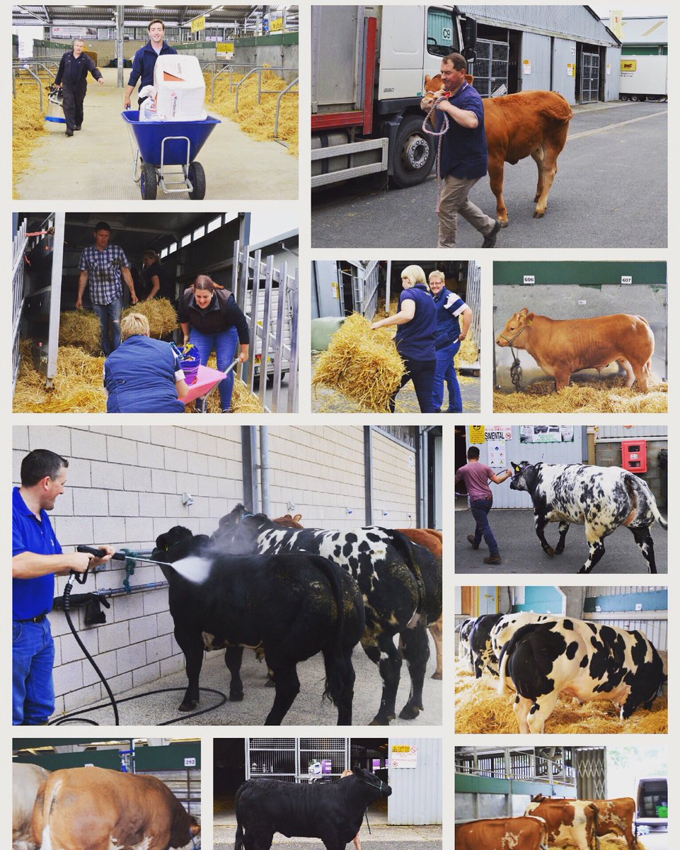 royalwelshshow's tweet photo. A busy morning unloading the cattle 🐮
Bore brysur yn dadlwytho'r gwartheg 🐮 https://t.co/zsIfhqWPVc