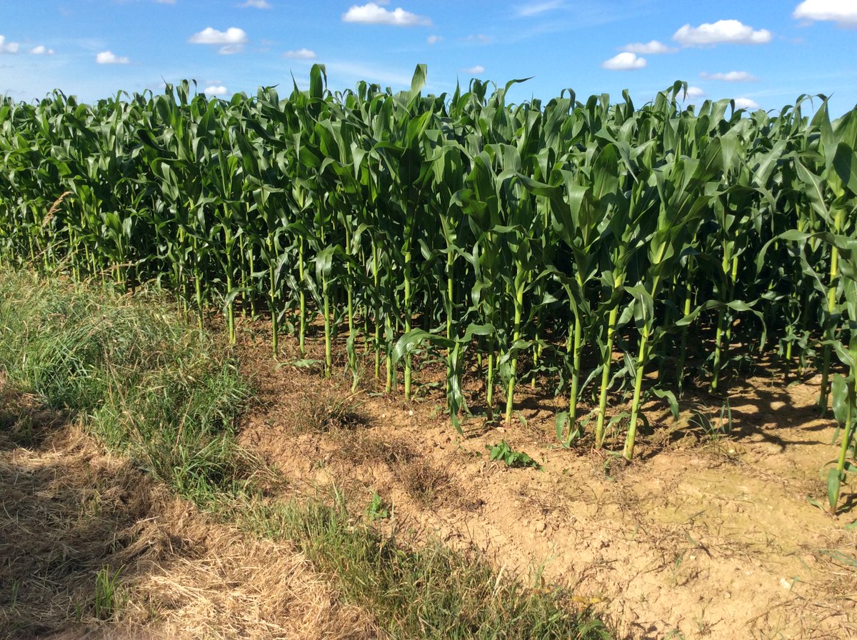 Shelley Straughan (StraughanShell) Twitter