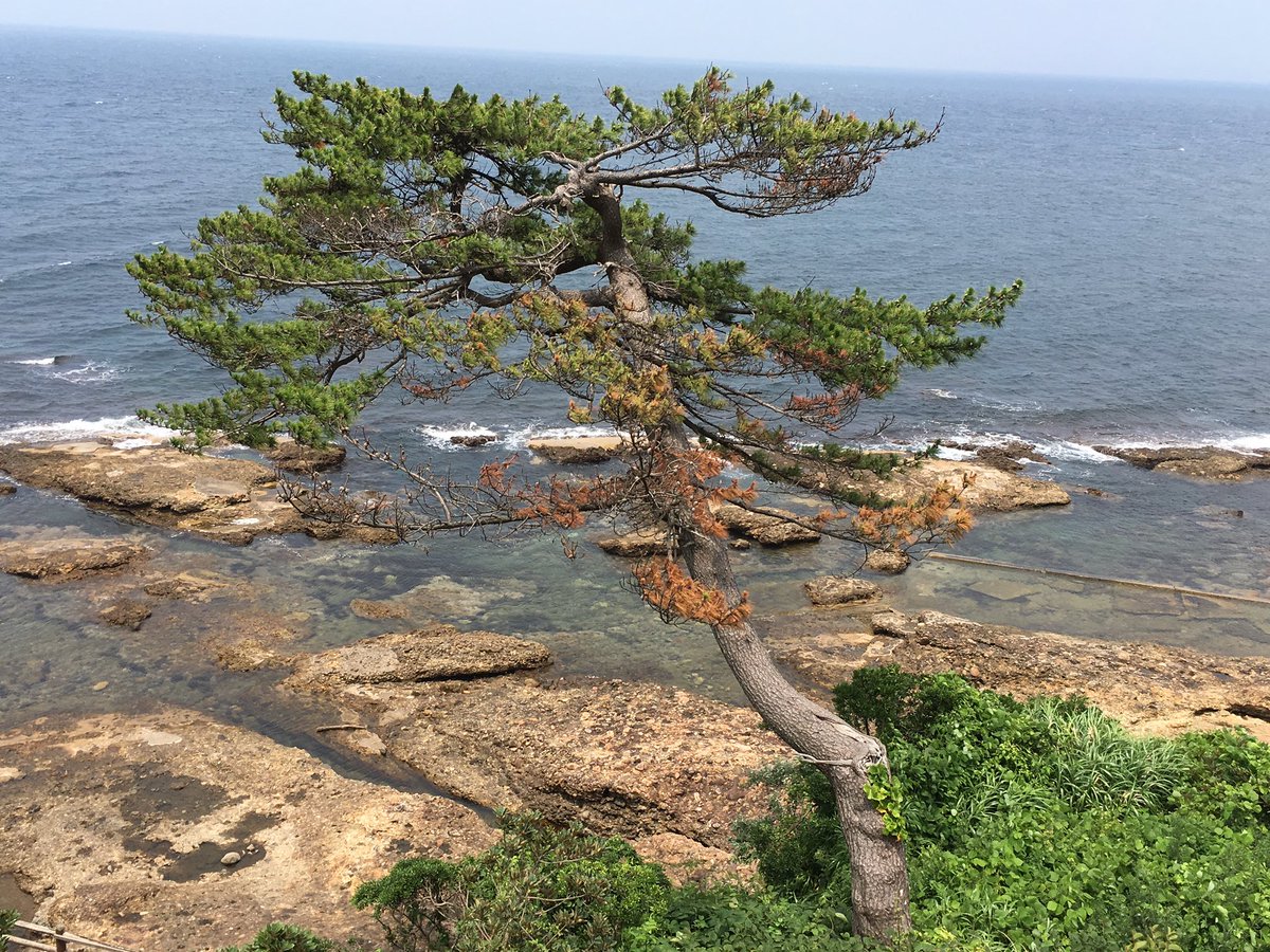 巨樹 巨木bot No Twitter 島根県出雲市 手引ヶ浦台場公園の松 幕末に松江藩が設置した砲台の跡地の浜にある二株の松の大木の一方 もう一方は枯死していた 崖から海に向かって水平に身を乗り出しているような樹形が面白い T Co Me4zii6ri1