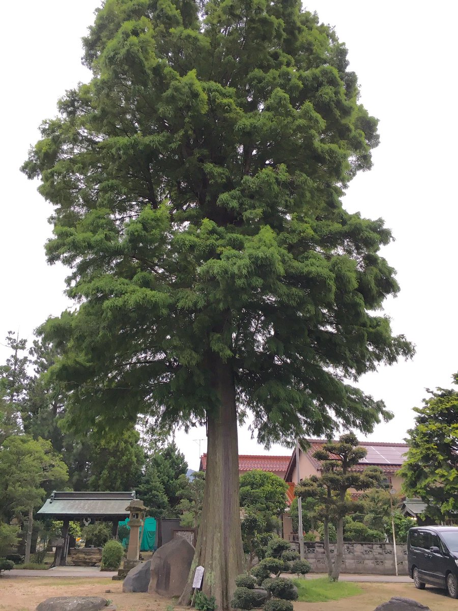 巨樹 巨木bot 鳥取県境港市 上道 あがりみち 神社のラクウショウ ラクウショウ 落羽松 とは別名ヌマスギとも呼ばれる北米原産の外来種 針葉樹だが名前の通り落葉する 同神社には他に おえびすさんの松 という黒松の巨木もあったようだが枯死していた