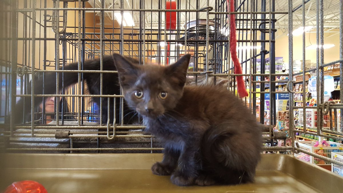mexicanfrog1970's tweet photo. @PetM2327 Adoptions Today. Precious Kitties looking for a forever home 💕💕💕 https://t.co/wop9RTh6Io