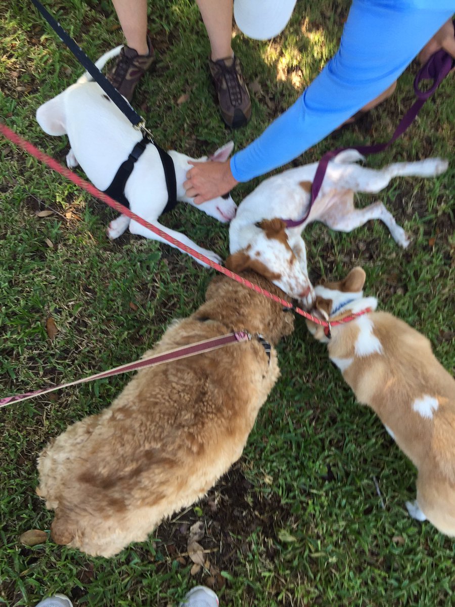 K9_Holistics's tweet photo. #pileofdogs #happiness #dogsoftwitter https://t.co/fP0QbSxyXJ