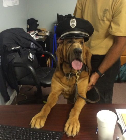 PWCPolice's tweet image. Our hearts are with Haymarket PD due to the loss of their K9 Gabby due to complications of cancerous tumors.  #Gabby