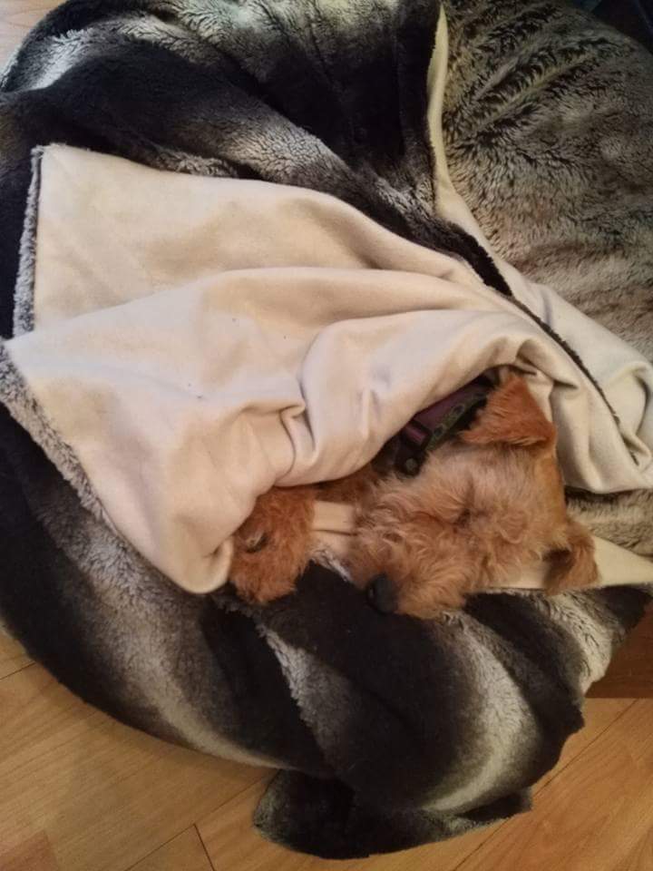 Maggie and mack the lakeland terriers tweet media