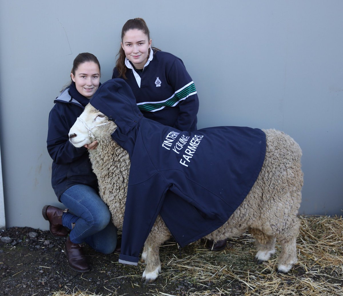 Peter Weaving (@bendigopwpics) on Twitter photo This is how you keep the talent warm and happy for a photo shoot <a href="/AUS_SheepShow/">Sheep & Wool Show</a> #bendigo This is how you keep the talent warm and happy for a photo shoot <a href="/AUS_SheepShow/">Sheep & Wool Show</a> #bendigo