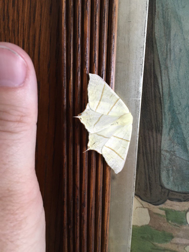 i_hamerton's tweet photo. Beautiful moth in the living room (thumb for scale). Ronaldo has left the building #moth #MothOnFace https://t.co/WUeRYOytr6
