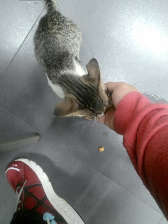 wielysa's tweet photo. #meet this stray cutie kitten @sevel https://t.co/8nw3GIsSr8