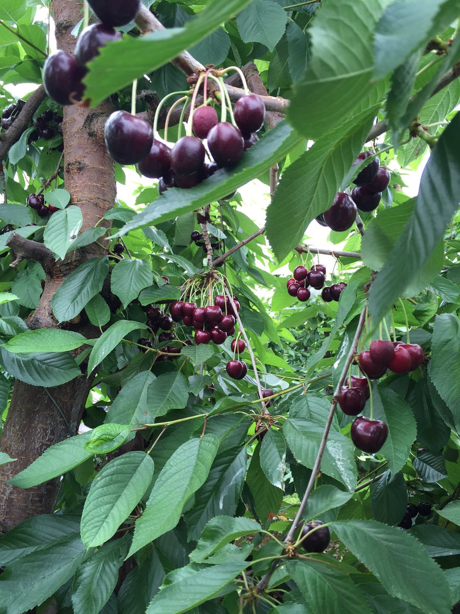 IFAJBonn's tweet photo. #IFAJ2016 Tour 12 Roland Schmitz-Hübsch presents his cherries and apples to us - delicious😃 https://t.co/T7C5pLRSaI