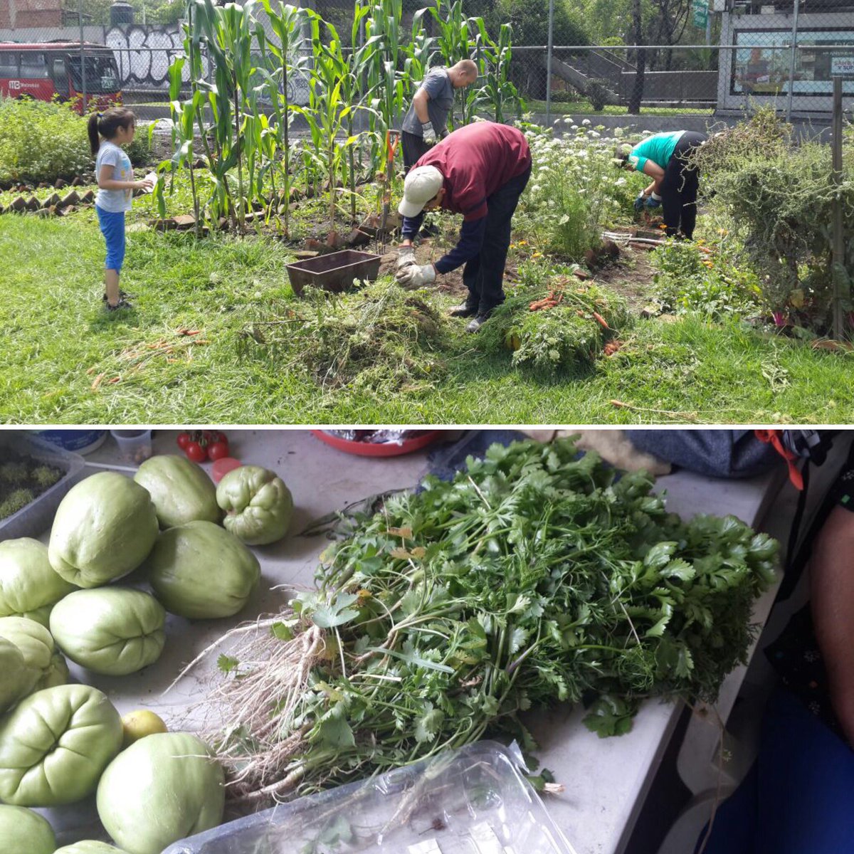 JavierH_DGA's tweet image. Hoy cosechamos chayotes, zanahorias cilantro calabazas y ejotes #HuertosUrbanos #DeLasNiñasYLosNiños @E_CuauhtemocMX