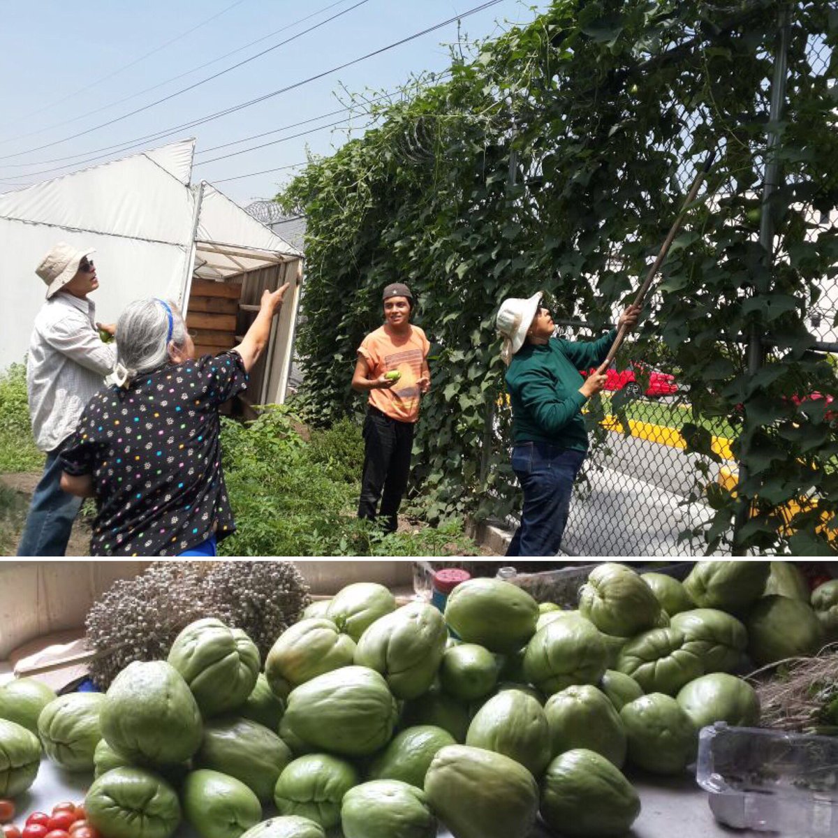 JavierH_DGA's tweet image. Hoy cosechamos chayotes, zanahorias cilantro calabazas y ejotes #HuertosUrbanos #DeLasNiñasYLosNiños @E_CuauhtemocMX