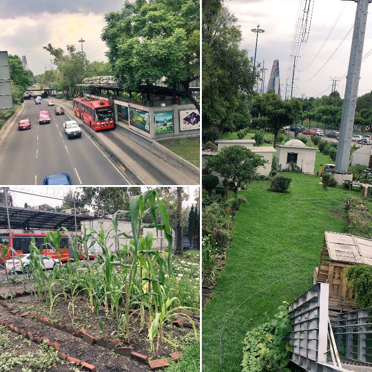 JavierH_DGA's tweet image. Hoy cosechamos chayotes, zanahorias cilantro calabazas y ejotes #HuertosUrbanos #DeLasNiñasYLosNiños @E_CuauhtemocMX