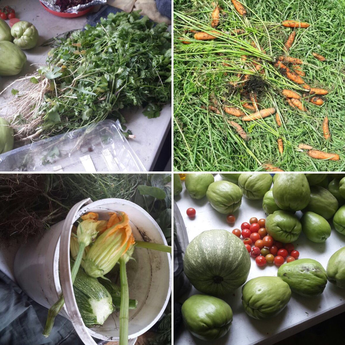 JavierH_DGA's tweet image. Hoy cosechamos chayotes, zanahorias cilantro calabazas y ejotes #HuertosUrbanos #DeLasNiñasYLosNiños @E_CuauhtemocMX