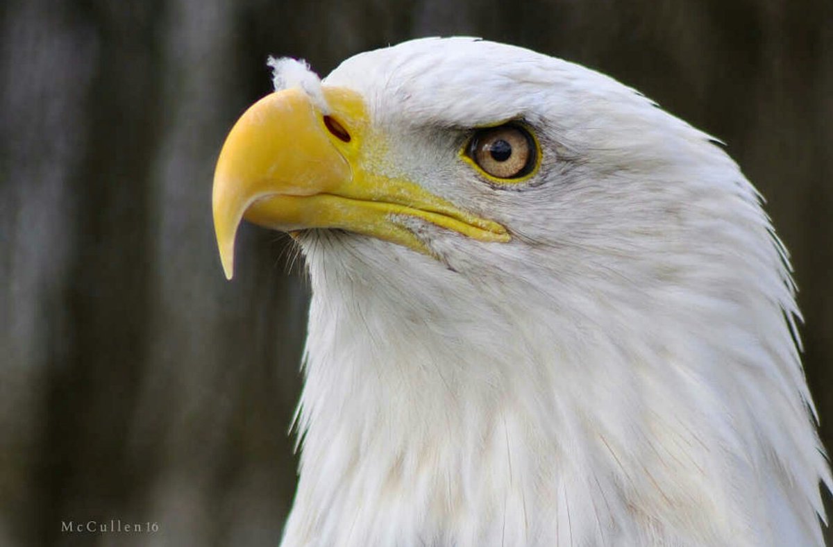 justmebe's tweet photo. Bad hair day . #BaldEagle @gauntlet_bop #Knutsford #Cheshire #GauntletBirdsofPrey https://t.co/H5wgJSpquO