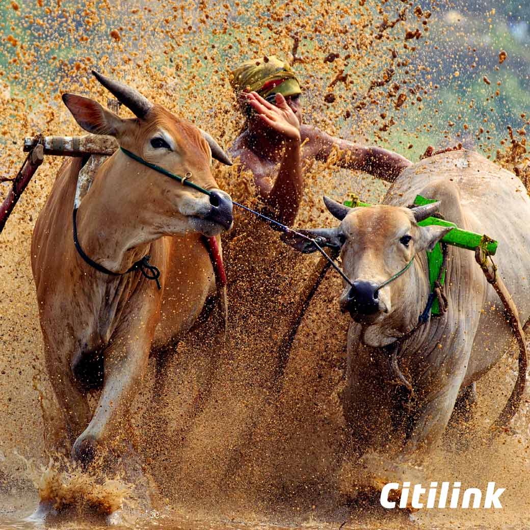 Citilink's tweet photo. Pacu  Jawi  merupakan  balapan  sapi yang diadakan  setiap  tahun  di Kabupaten Tanah  Datar, Sumatera Barat https://t.co/5dh0x6LWId