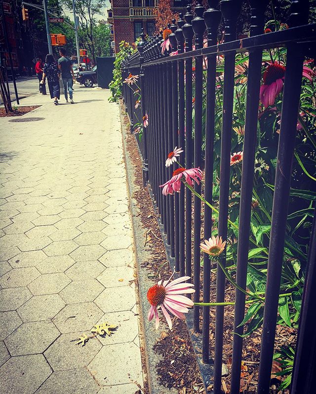 WashSqParkerz's tweet image. washingtonsquareparkerz.com/swcorner-washi… - #swcorner #washingtonsquarepark #nyc