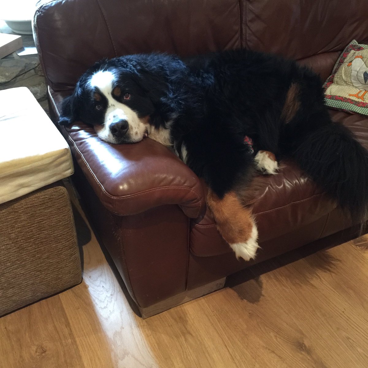 gillyjampots tweet media