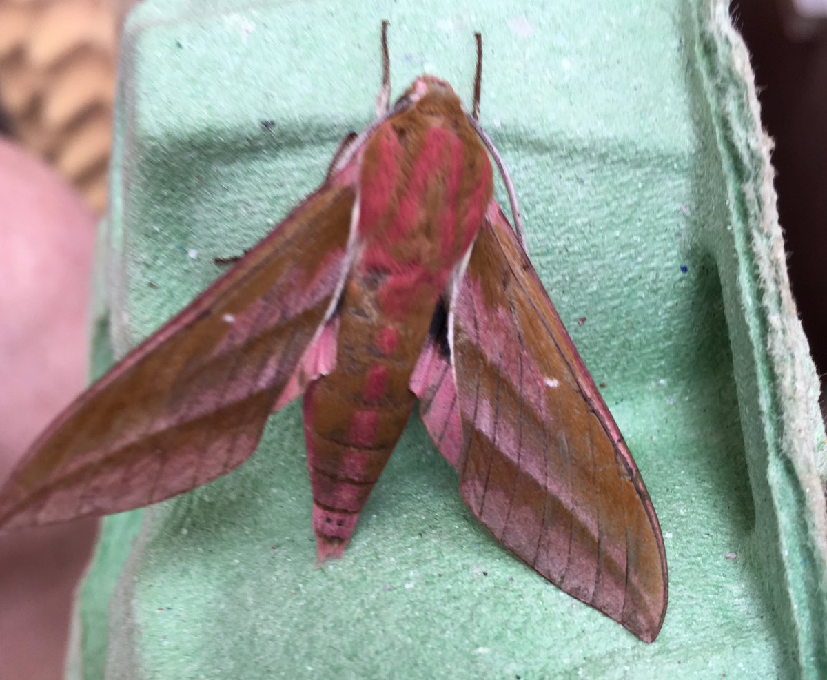 hazelEM1's tweet photo. Moths at Holme today #ElephantHawk #PineHawk #OakEgger #YellowTail @SupportNWT https://t.co/nLBeLOyguK