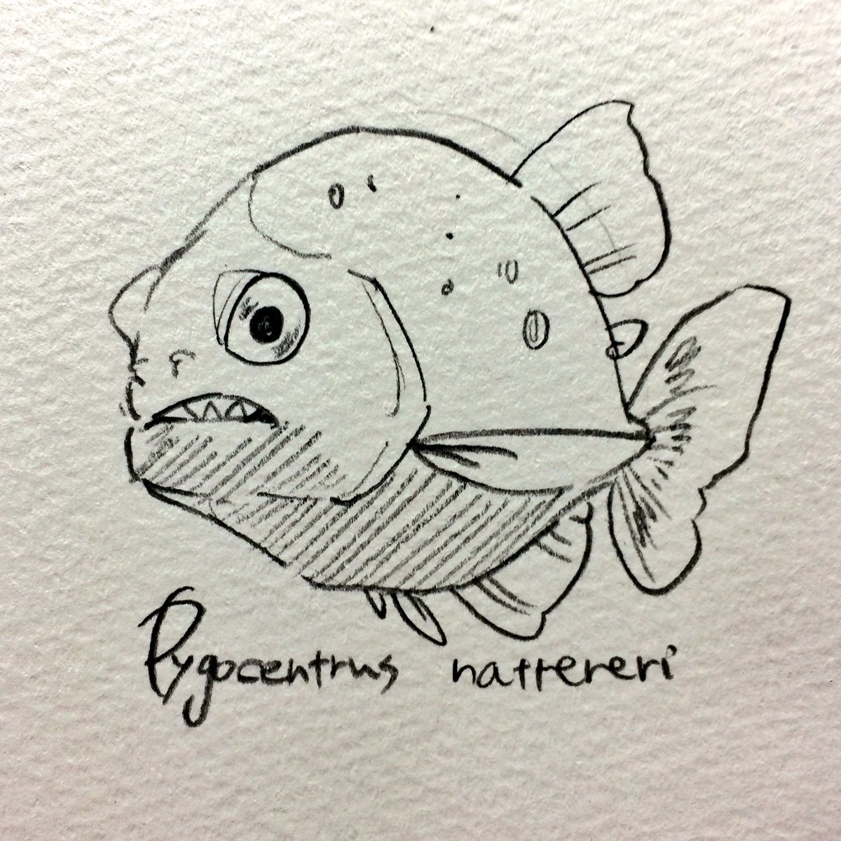 烏海 On Twitter ピラニア ナッテリー 牙魚界の噛ませ 1人