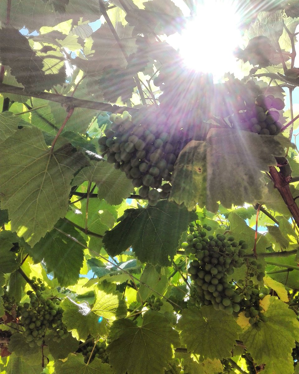 MarketingVino's tweet photo. Albariño madurando bajo el sol de #RiasBaixas 🍷🍇🌞💦🌿 @Mar_de_Frades #inesperadamenteunico #VeremaRiasBaixas https://t.co/tXRttcJbNW