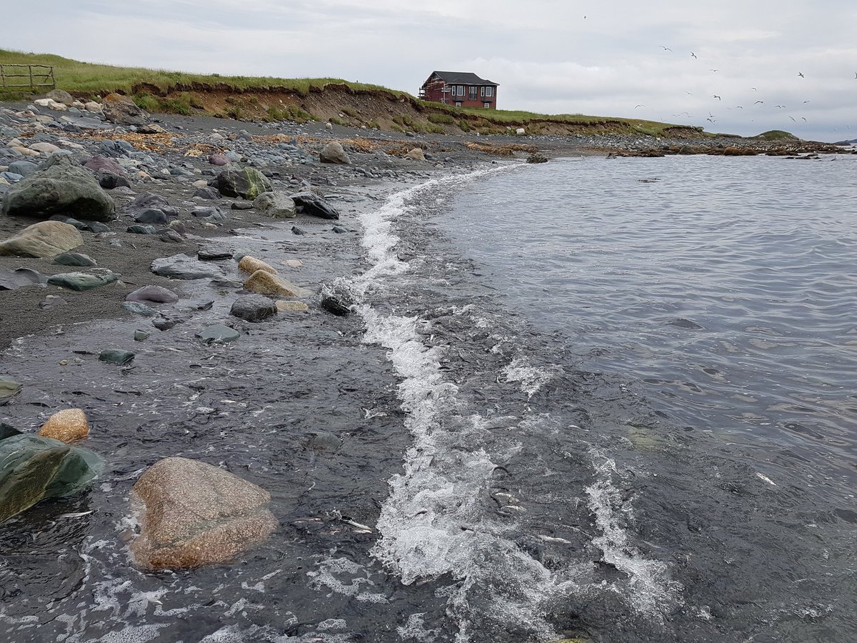 Capelin rolling on Lower Pond Beach, Witless Bay #CapelinRoll2016