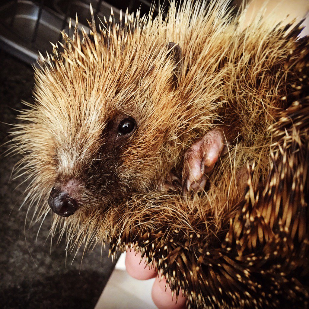 Check out one of our new rescues! We've adopted Tiddly and her husband Wink from the vet. #hedgehog