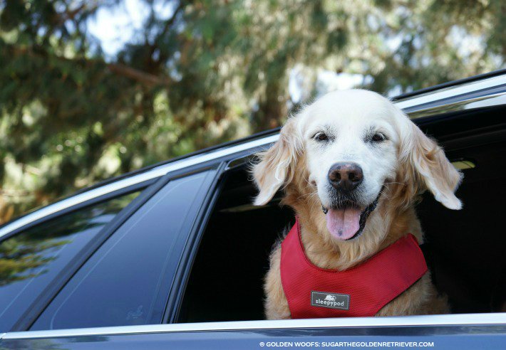 GoldenWoofs's tweet photo. Take an adventure #RoadTrip w/ur Dog n #BeSleepypodSafe #Sleepypod #ClickItSport #ad https://t.co/Ugy6Admote https://t.co/4sTIvHilXC
