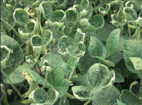 AgWriterArk's tweet image. #Dicamba drift claims flourish amid #puckering #soybeans
bit.ly/29Y0cfb #weeds