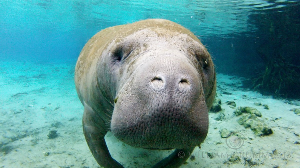 Mysterious syndrome is killing some Florida #manatees bit.ly/29P8tDw?utm_me… https://t.co/5TkgoK4H0N