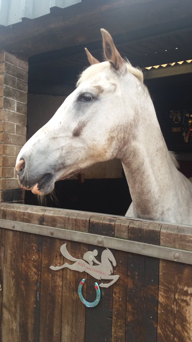 Ballyardle's tweet photo. Great ride on the boy today, such a good lad 💖 https://t.co/Eete1iKyUw