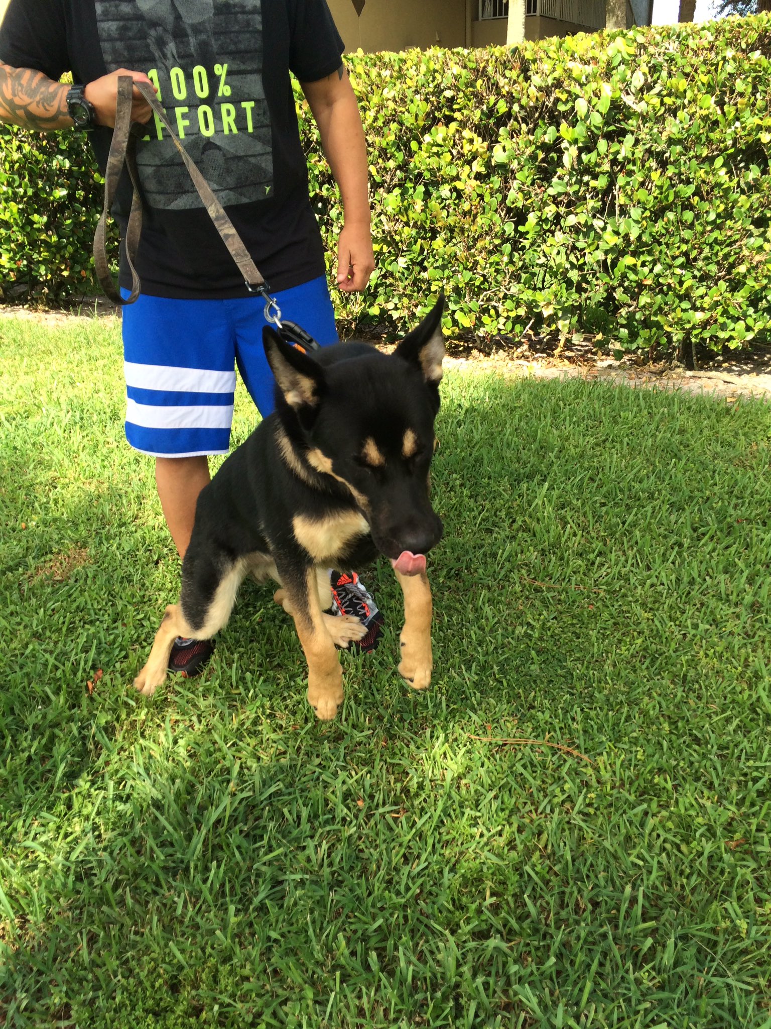 Flight on X: MAN WTFFF dis GINORMOUS ass Dog ran up on me while in mist of  catching flight NOW IM SCARED OF FUCKING DOGS AGAIN😤  t.coo7XnpeaUXA  X
