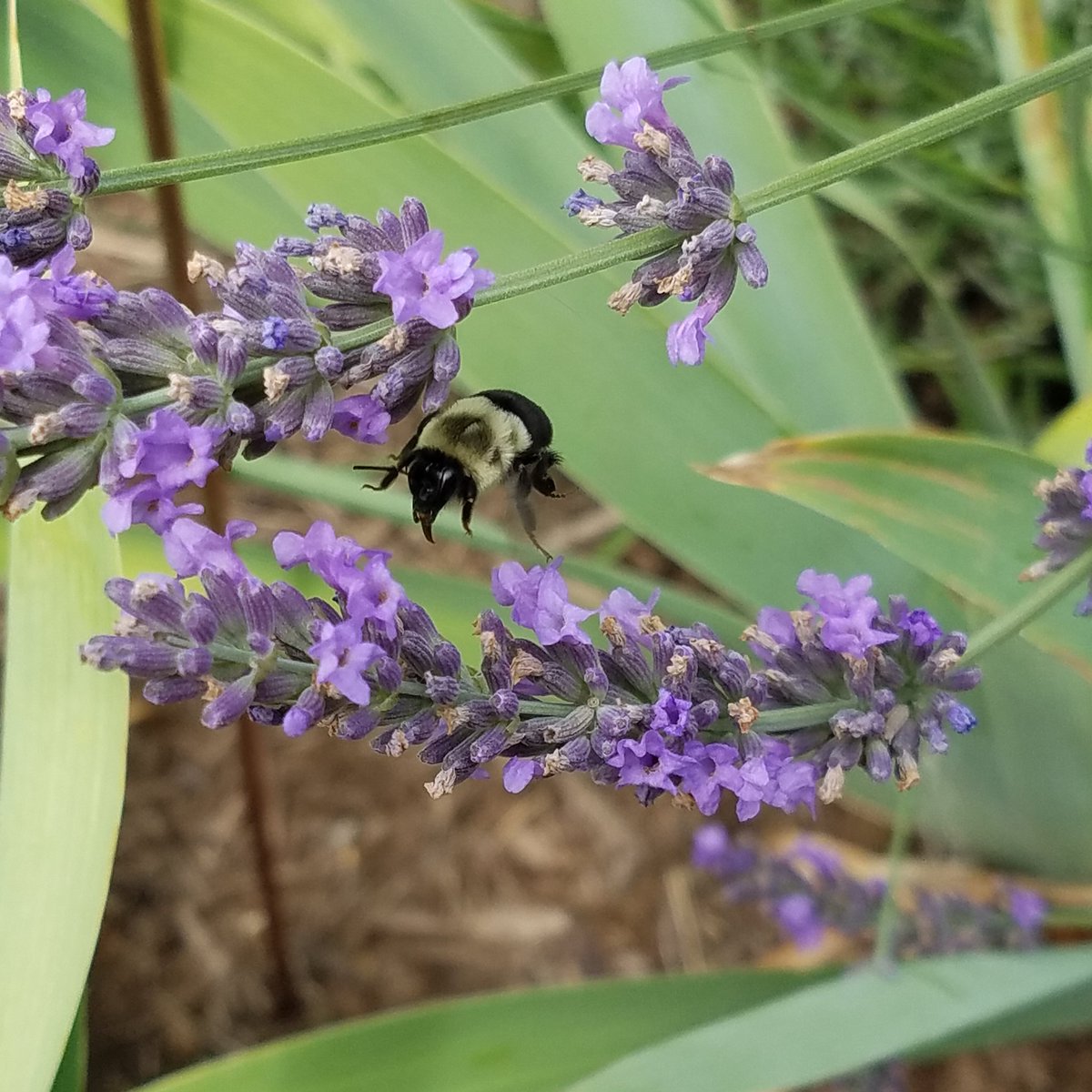 UpShootHort's tweet image. Phenomenal #lavender is a #beemagnet in my garden. @PeaceTreeFarm @ArmitageAllan @BriePlantLady @HerbSociety1933