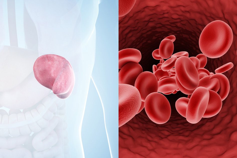 MIT's tweet photo. Researchers discover the spleen defines the shape of human circulating red blood cells https://t.co/PKRWcsYV0M https://t.co/E1f6EpcPOT