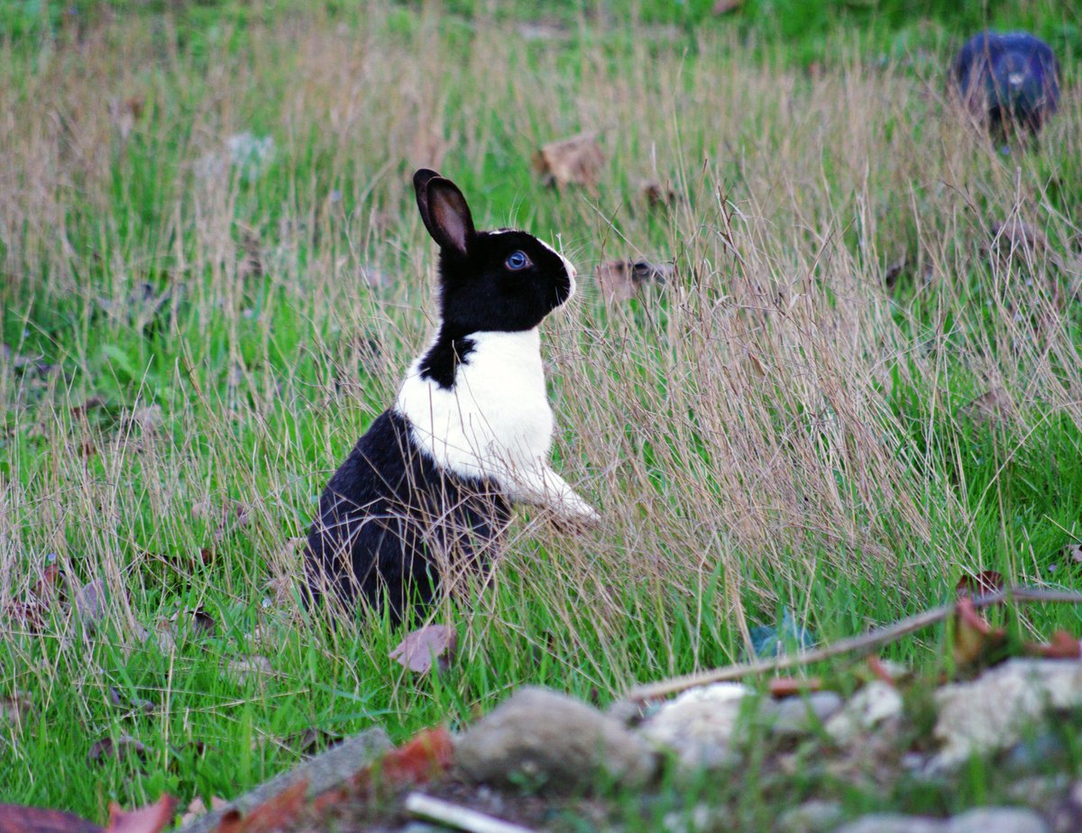 followthewabbit's tweet photo. Every time I turned up, rabbits would appear and play about in front of me. Some even posed #PozzoStrada #Torino https://t.co/aVNxa9s8uD