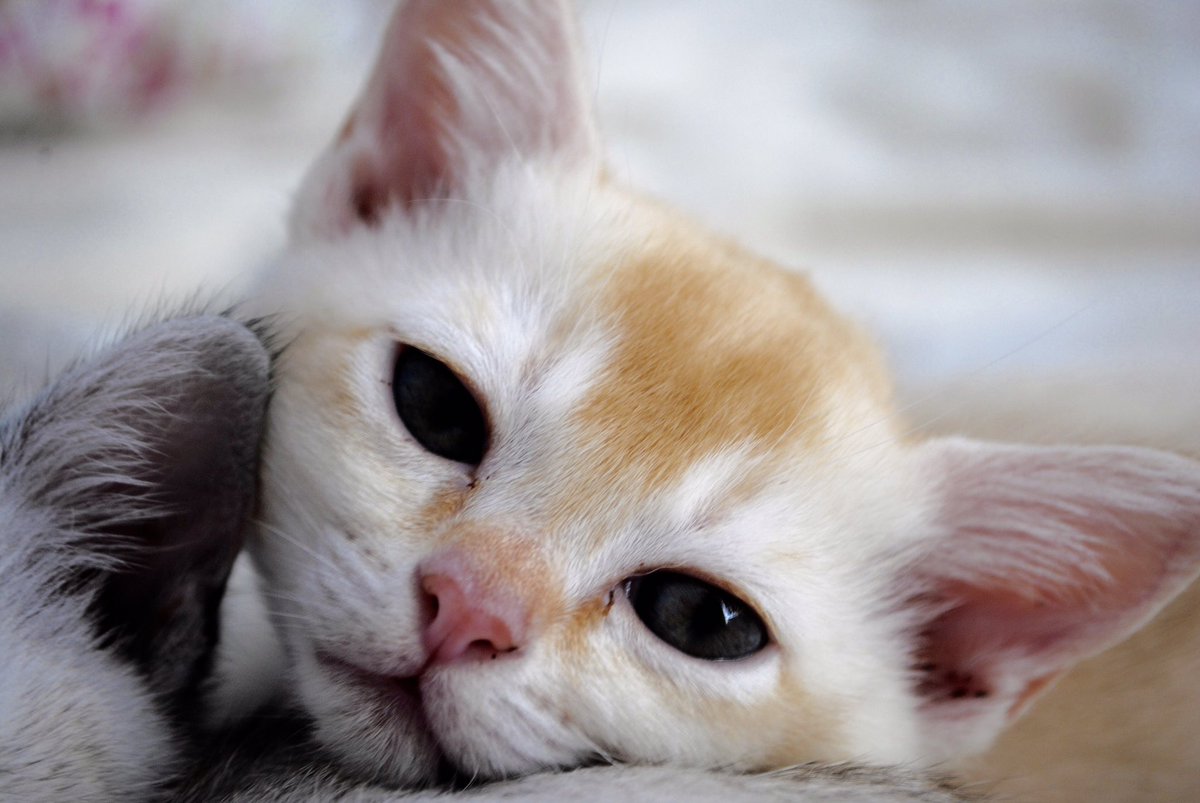 KatchynB's tweet photo. Red silver shaded Burmilla. #burmilla #katchynburmese https://t.co/cgBFgaFPuD https://t.co/ZeQs0bjKHW
