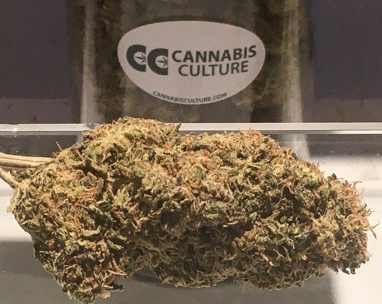 CannabisCulture's tweet photo. #PineappleAmbrosia 🍍 by #TempleofCalyx at #CannabisCulture - 1674 Davie Street in #Vancouver #marijuana https://t.co/mGyenTIZZL