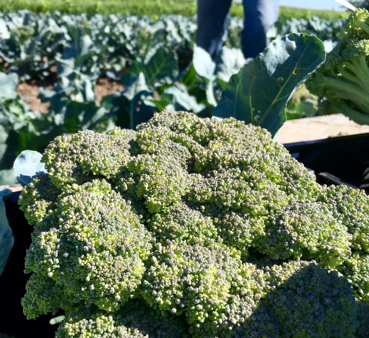 IowaIngredient's tweet photo. Recording some broccoli footage in Oxford today for the upcoming season. https://t.co/cFCKMum302