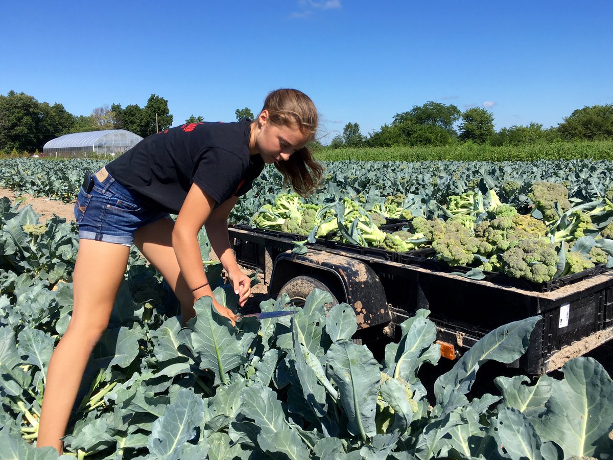 IowaIngredient's tweet photo. Recording some broccoli footage in Oxford today for the upcoming season. https://t.co/cFCKMum302